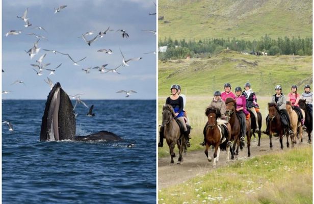 Icelandic Horse Riding and Whale Watching Cruise from Reykjavík