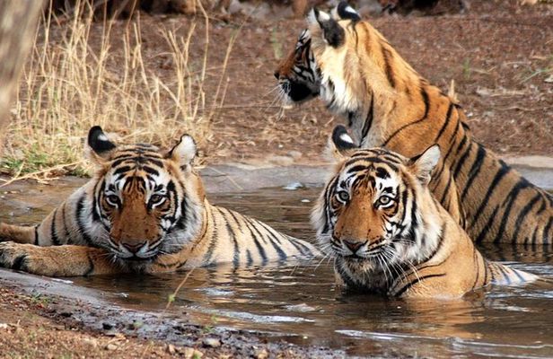 8-Day Private Golden Triangle Tour with a Ranthambore Wildlife Safari