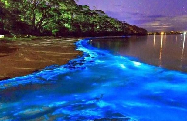Mesmerizing Luminous Lagoon (Glistening Waters) Night Tour
