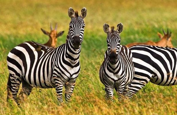 4 Day Tanzania Luxury Safari