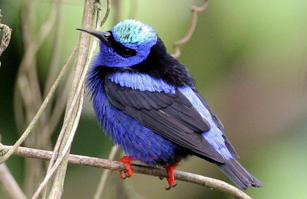 Bird watching ecofriendly tour from Cancun & Riviera Maya