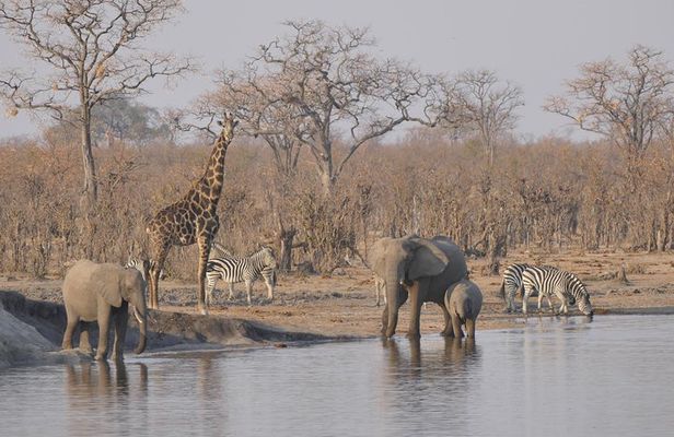 1 Day 1 Night Hwange National Park Safari