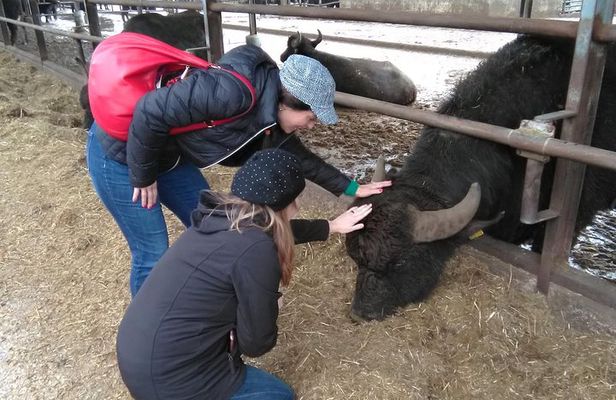 Paestum Traditions, Buffaloes, Ceramics, Temples
