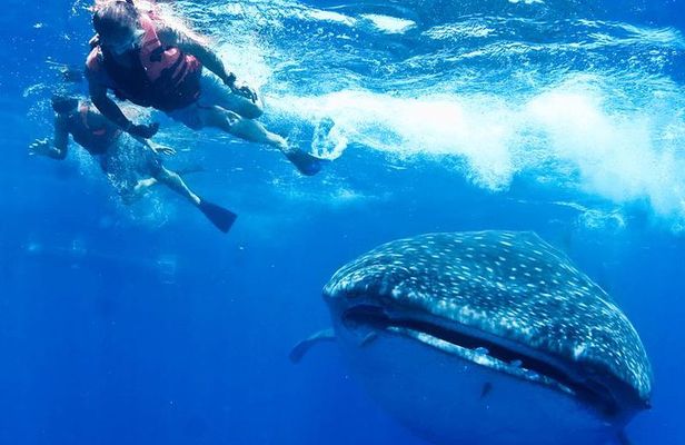 Private Whale Shark Ecofriendly Tour from Riviera Maya