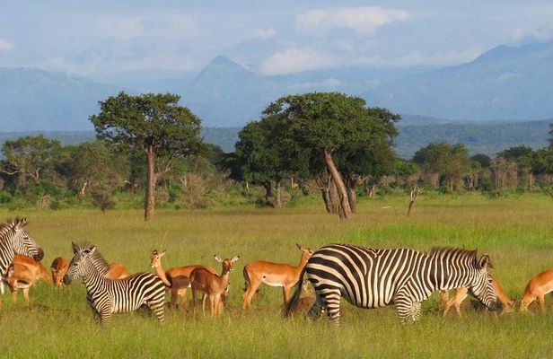 5-Day Mikumi & Ruaha Tanzania Wildlife Lodge Safari