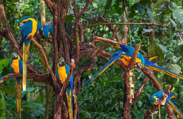 Iguassu Bird Park - Tickets Included