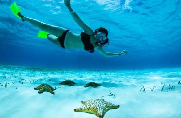 Roatan North Side Mangroves, Starfish, Shipwreck Snorkeling & Transportation