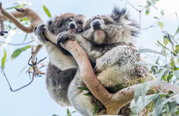 Adelaide to Melbourne 3-Day Trip Grampians and Great Ocean Road