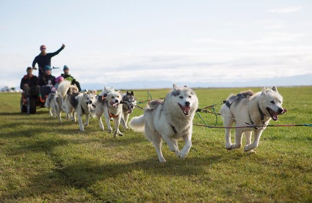 Dogsledding Husky Ride in Iceland, nearby Reykjavik