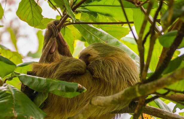 Sloth Watching Tour Experience Costa Rica