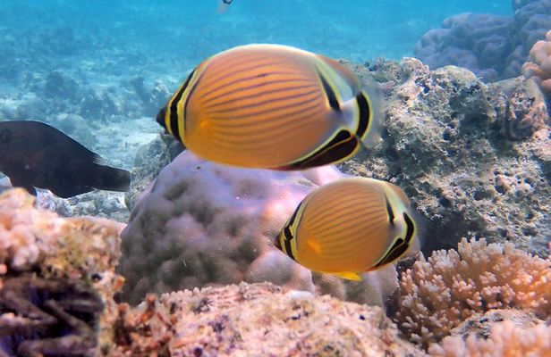 LUXURY Private Catamaran: BORA BORA Full-Day Sailing, Snorkeling