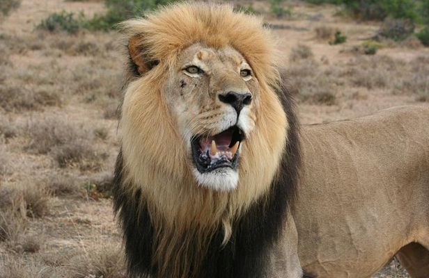 Addo Elephant National Park Tours from Port Elizabeth