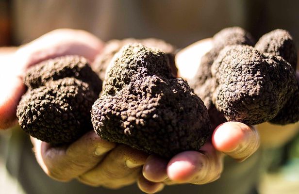 Truffle hunting near Rome