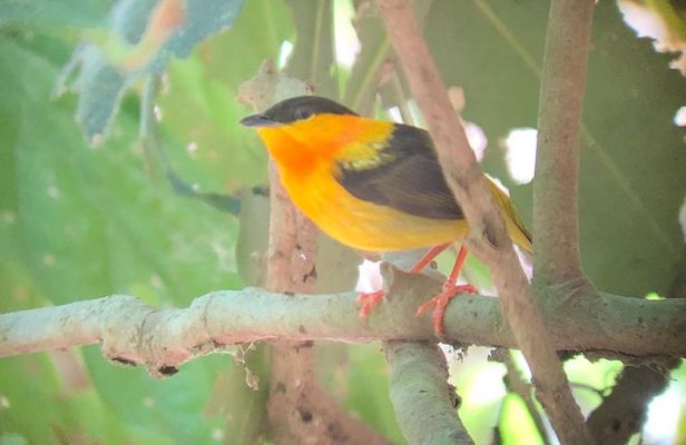 Carara National Park Tour