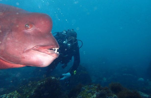 Let's enjoy Scuba diving in Izu Oceanic park Izu Peninsula for certificate Diver