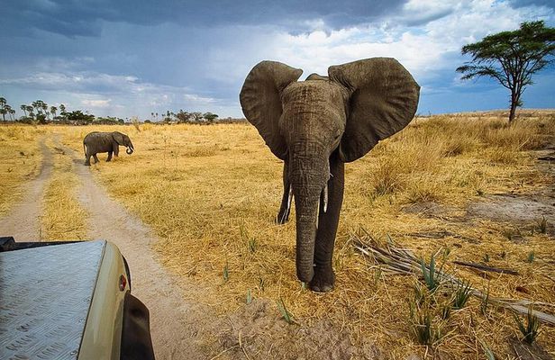 2 Days In Ruaha National Park.
