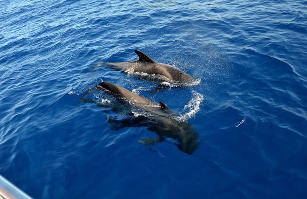 5 hrs. Watching and listening whales and dolphins visiting Los Gigantes
