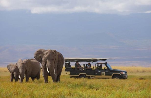 2- Day Diani to Amboseli Flying Safari