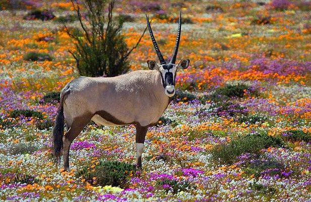 West Coast Wonders Full Day Tour with Private Transfer