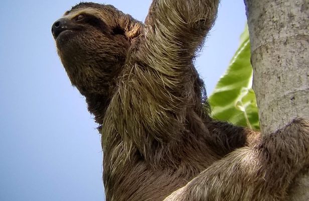 Manuel Antonio Park Nature Guided Tour