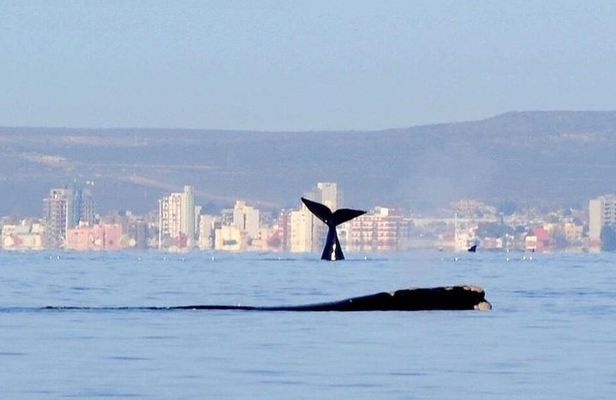 4-Day Tour to Puerto Madryn by Air from Buenos Aires