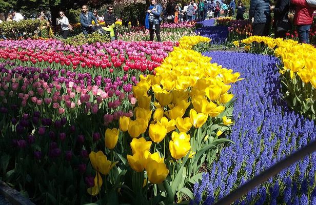 Tulip Festival and Skagit Valley Tour