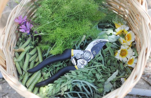 Private Greek Cooking Class and Foraging Experience in Syros
