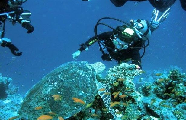 Ras Mohammed Snorkeling Tour by Boat