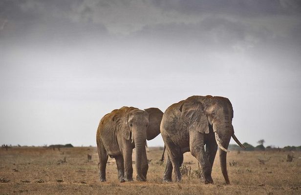 2-Day Mombasa to Tsavo East Safari