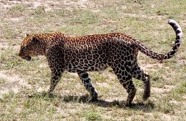 4 Days - Majestic Maasai Mara and Lake Nakuru Safari