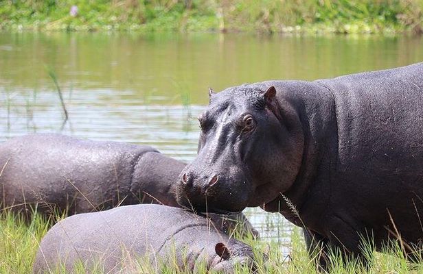 4 Day Gorilla and Wildlife Safari in Uganda