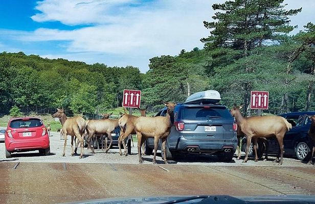 Private day tour to wildlife Parc Omega and Montebello lodge from Montreal