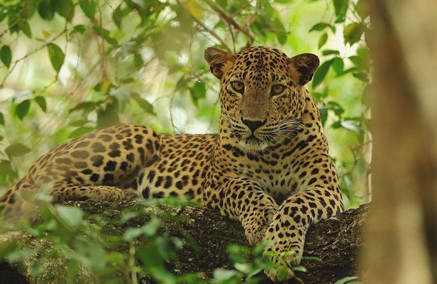 Wilpattu Safari Drive From Trincomalee, Nilaveli & Suburbs 