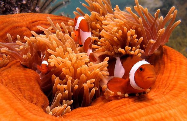 Guided Snorkeling Day Trip, Kota Kinabalu, Sabah, Malaysia