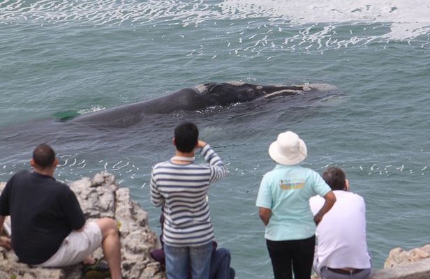 Whale Watching Walking Tours (Land-Based) - from JUNE 2025