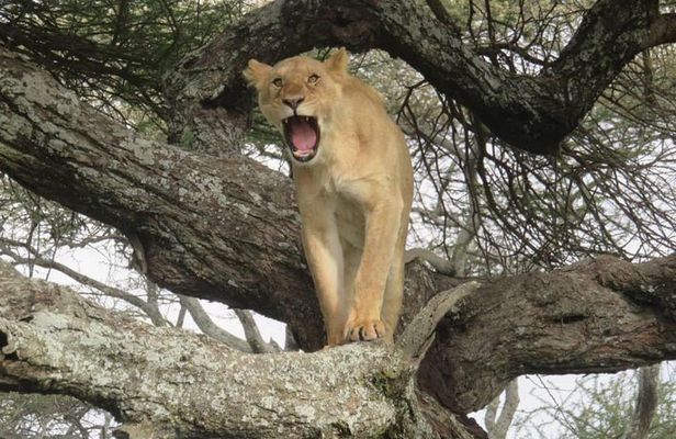 3 days leopard safaris