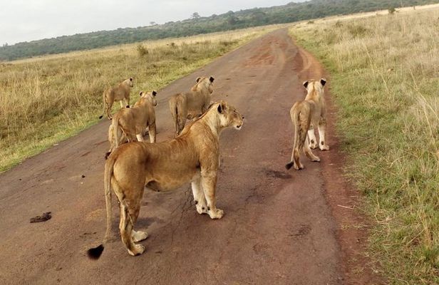 1Day Tour Nairobi Park ,Giraffe Center,karen Blixxen Guided tour