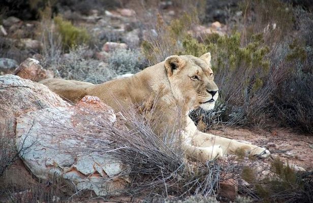Aquila Game Reserve Cape Town Safari