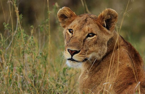 Tarangire National park and Ngorongoro Crater
