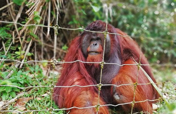 Private Tour: Ipoh Secrets Taiping Heritage & Orang Utan Island
