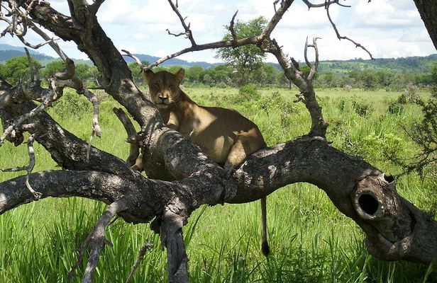 3-days In Mikumi And Udzungwa Mountain National Parks