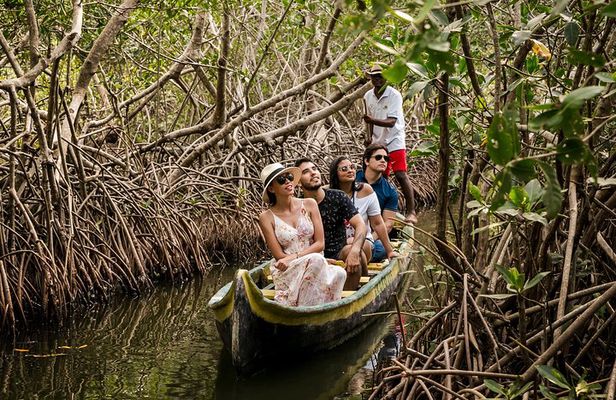 Shore Excursion Mangroves tour
