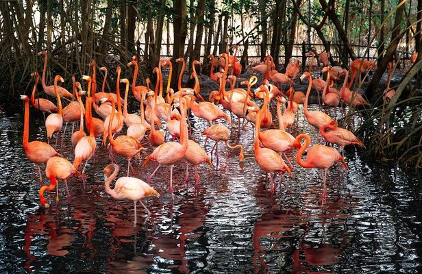 Aviario Nacional Including Playa Blanca Shared Tour