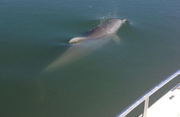 Private Dolphin Watch, Lighthouse and Ecological Boat Tours