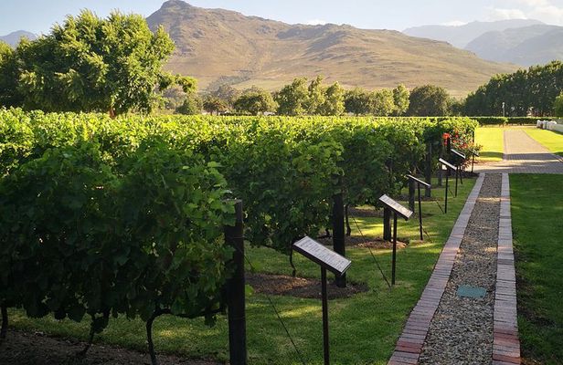 Private Cape Winelands Ful Day Ultra Flexible Guided Tour.