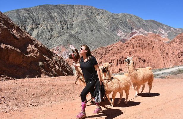 Purmamarca Walk with Llamas