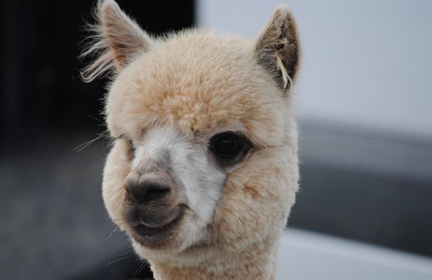 Alpaca Farm Tours with Toffeemont