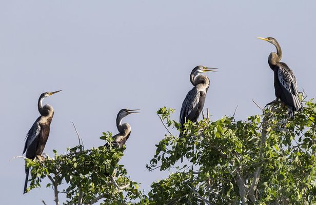 Bundala National Park Safari From Hambantota Seaport
