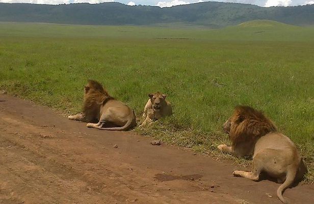 5 Days Budget Camping Safari To See Great Migration