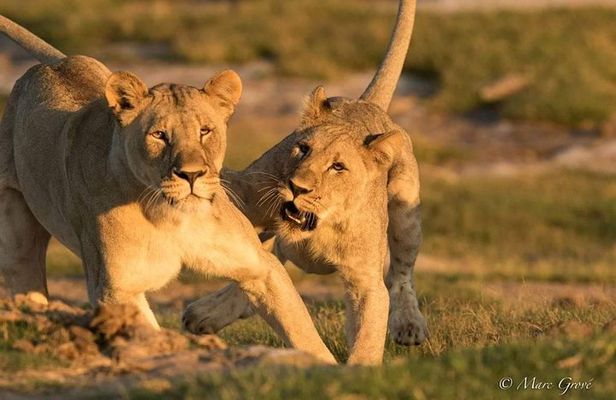 Kruger Park Safari 